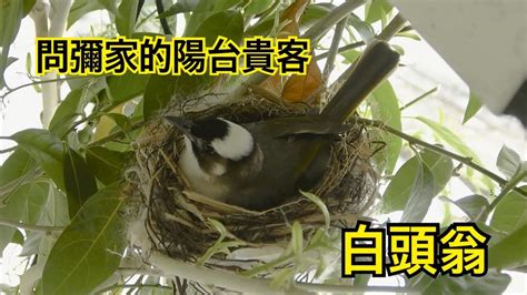 小鳥在陽台築巢|[問題] 認真問，陽台很常有鳥來築巢